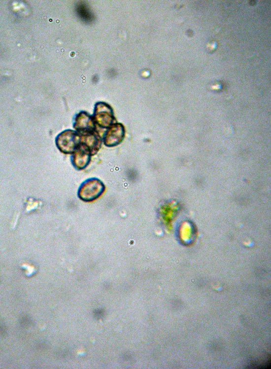 Muschio su tronco: Syntrichia ruralis?